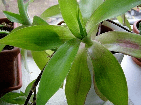 Urrezko bibote